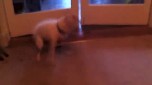 Taras Greyhound Pal смотреть онлайн