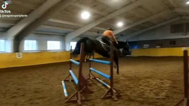 конный рынок караковая кобыла 8 лет продажа лошадей Беларусь смотреть онлайн