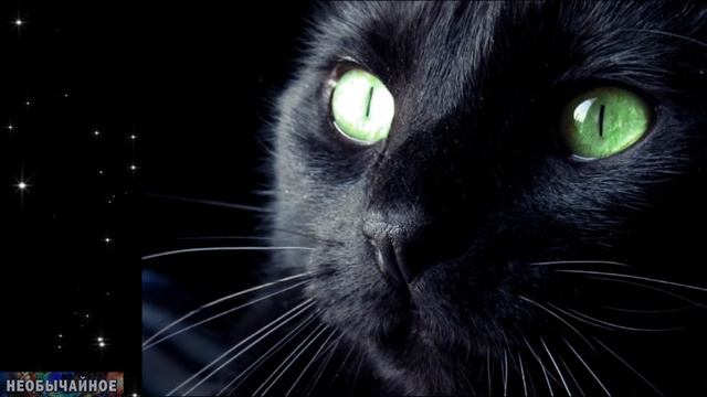 Цвет Глаз у Кошек. Определите Характер Вашей Кошки По Цвету Глаз! ¤ НЕОБЫЧАЙНОЕ смотреть онлайн