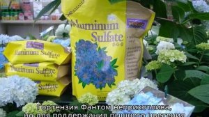 Гортензия Фантом — описание, посадка и уход