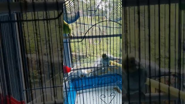 У Кеши появилась подружка, радостный. смотреть онлайн