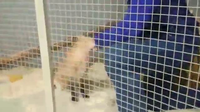 Дрессированная лиса Масяня. Лисы не поддаются дрессировке. Но дружба творит чудеса! смотреть онлайн