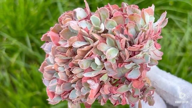 Echeveria Florence