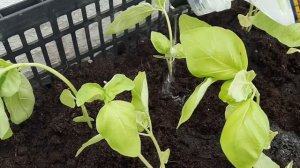 Выращивание базилика на балконе легко и просто ?