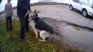 Собака кидается на машины. Что делать?