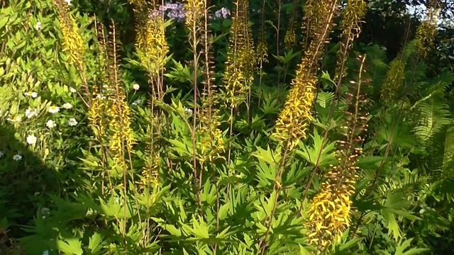 Бузульник-- огненный цветок Botulinic-- fire flower смотреть онлайн