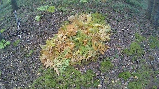 Лежанка из папоротника. Настил под палатку смотреть онлайн