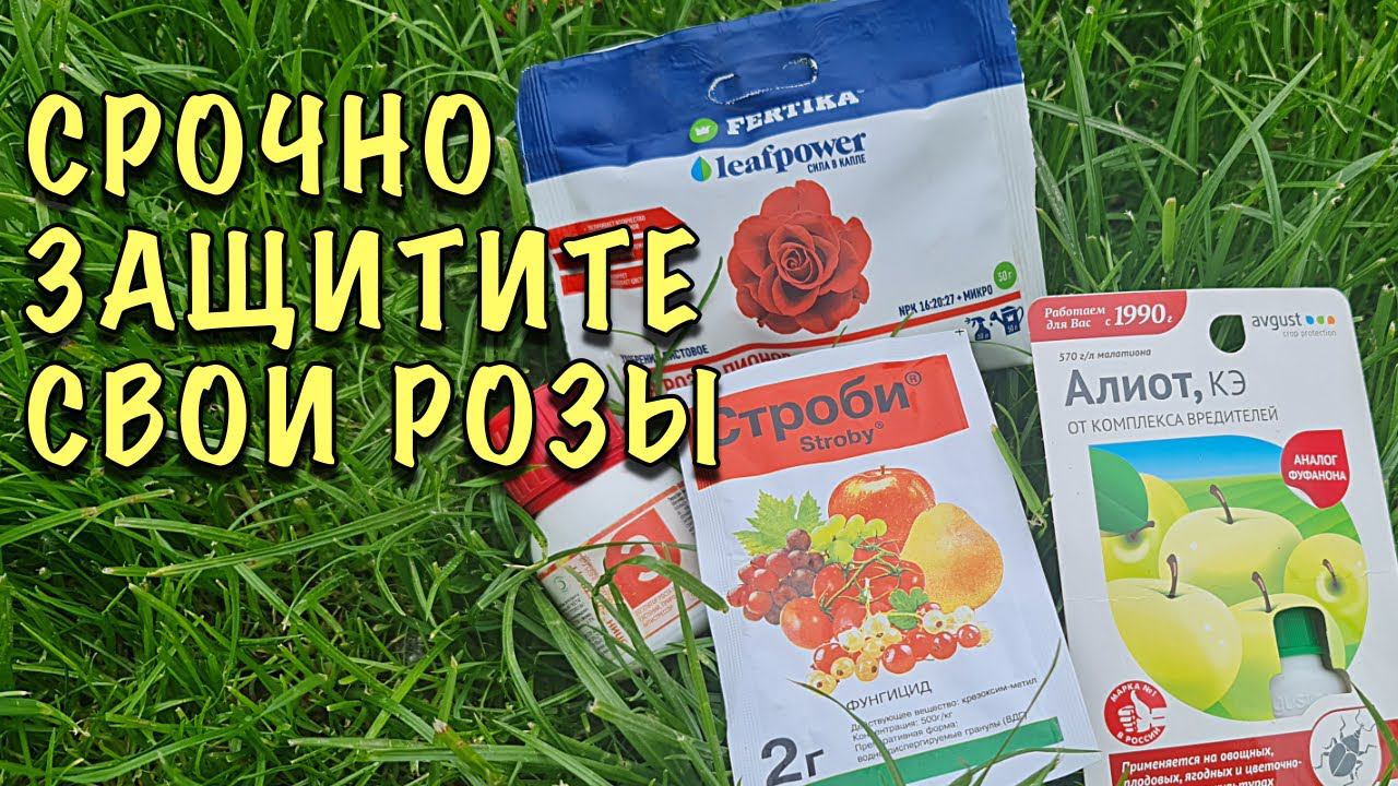 Мои розы НИКОГДА НЕ БОЛЕЮТ! Готовлю ОЧЕРЕДНОЙ коктейль для обработки смотреть онлайн