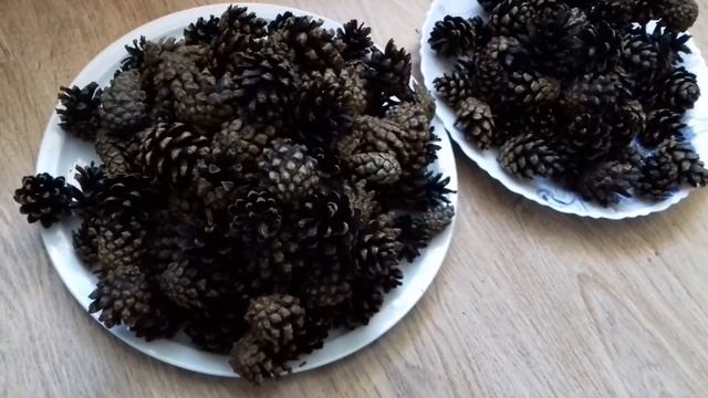 Как хорошо очистить сосновые шишки в домашних условиях. смотреть онлайн