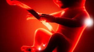 Развитие Плода 11-25  Неделя Беременности.