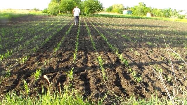 Мотоблок 105 прополка междурядий фрезой смотреть онлайн