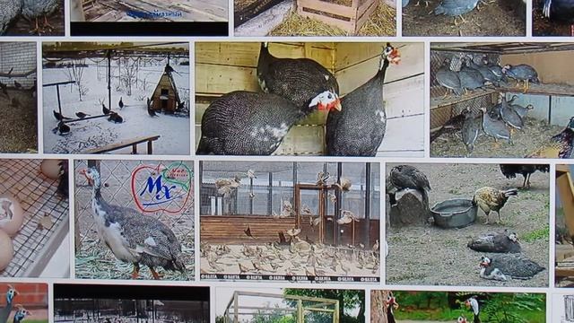 "Перепёлкино" Цесарка птица без проблемная смотреть онлайн