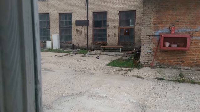 Сокол сбил голубя смотреть онлайн