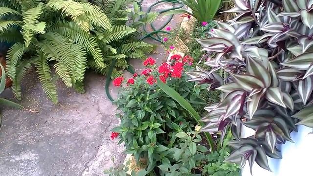 ПТИЦА КОЛИБРИ - наш дружок!!! Colibri Bird Eating Nectar From Pentas Flower. ДОМИНИКАНА смотреть онлайн