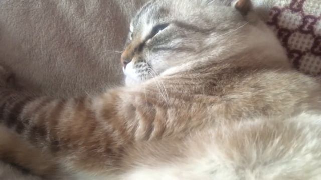 КТО НЕ ДАЁТ НИКЕ СПАТЬ?@vlogbynika9027 смотреть онлайн