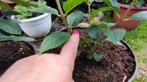 Новинки метельчатой гортензии Bee Green,Bee Happy,Bee Sweet. Моя коллекция гортензий