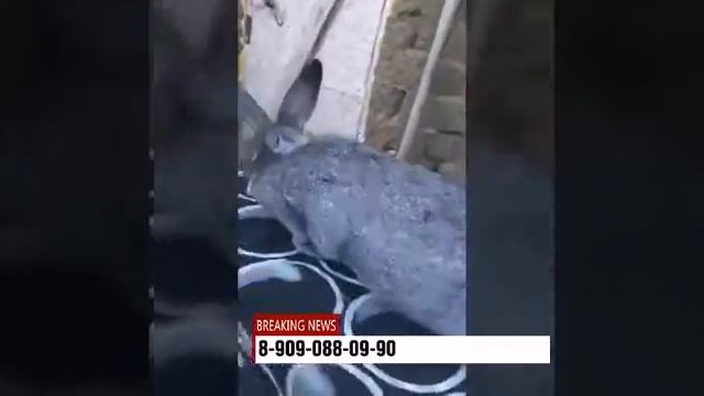 Кролики породы советская шиншилла купить город Челябинск смотреть онлайн