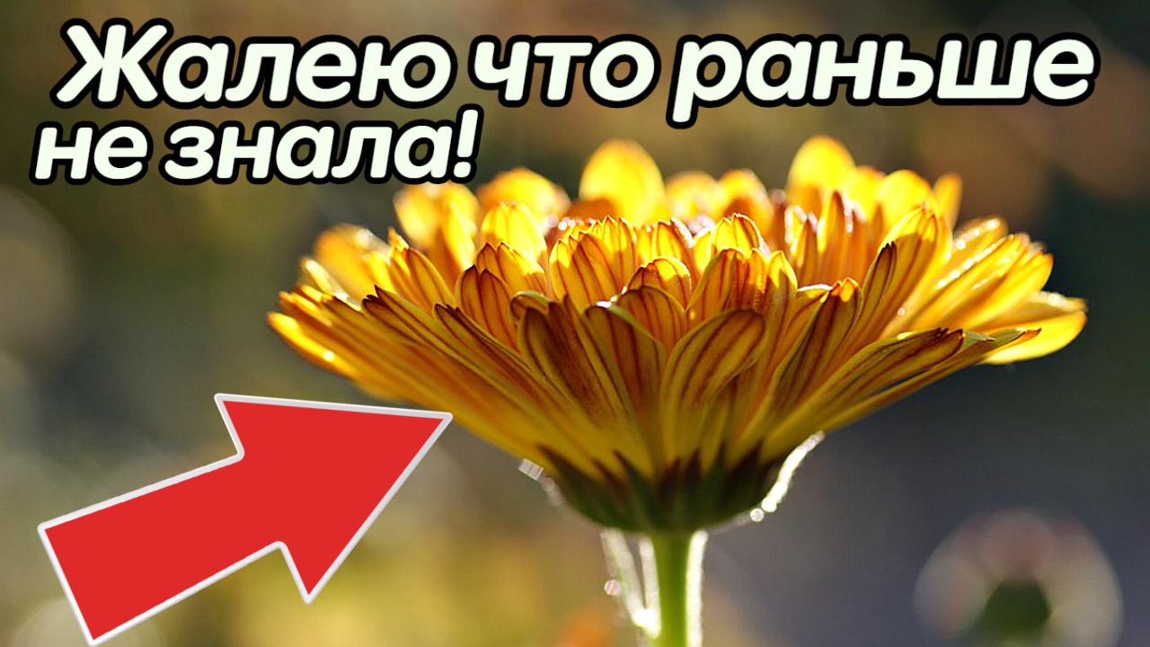 2 таких цветка в день избавляют от всех хронических болячек. Польза, ноготков, бархатцев календулы. смотреть онлайн