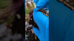 Молодило! Процесс пересадки, часть 2.