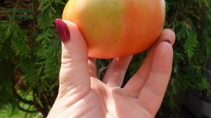 Томат МАЛИНОВАЯ РАПСОДИЯ. Обзор сортов ТОМАТОВ!