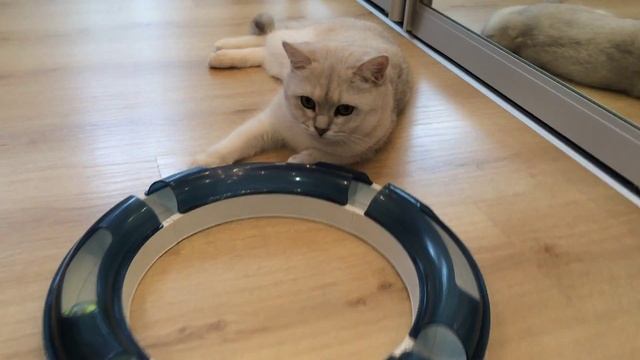 White Angel Cezar-британская серебристая шиншилла смотреть онлайн