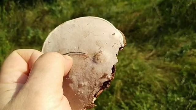 ТРУТОВИК ПЛОСКИЙ.Ganoderma applanatum.Описание,полезные свойства. смотреть онлайн