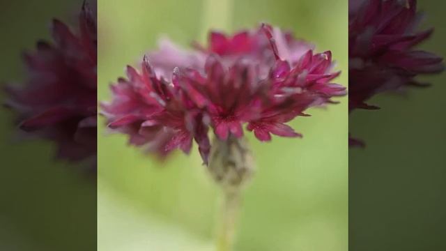 #flower #summer #bloom #petals #whiteflower #garden #plant #filmphotography #leaves смотреть онлайн