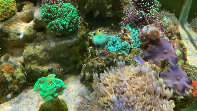 Пахиклавулярия на основном рифе это зло. Обвалилась карбонатная жесткость. смотреть онлайн