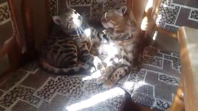 The Most Romantic Cats In The World / Самые романтичные коты в мире!