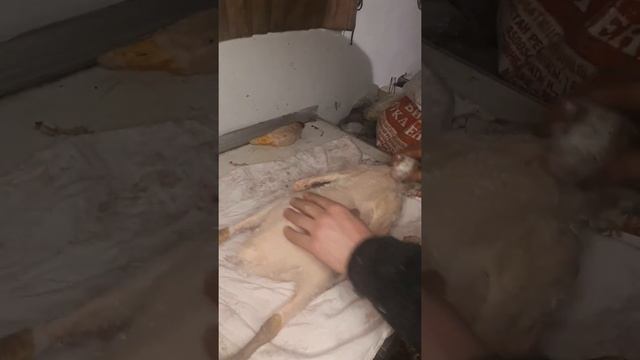 Ащипываю Гуся с помощью утюга!? смотреть онлайн