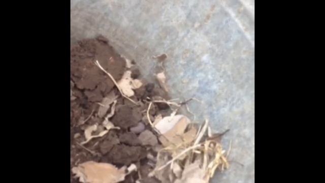 Материнский инстинкт. Спасение малышей! смотреть онлайн