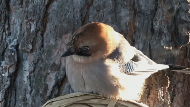 Синицы и сойки на кормушке
