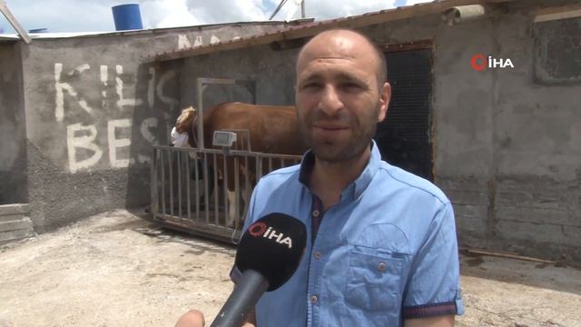 Tam 1 Ton 42 Kilo Ağırlığında! Paşa Bayram İçin Satışa Çıkarıldı смотреть онлайн