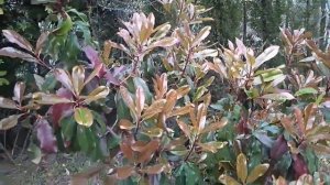 Фотиния пильчатая (Photiniaserrulate) в открытом грунте