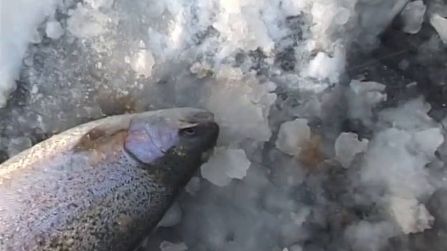 Зимняя ловля щуки на жерлицы и блесну. Савельево. смотреть онлайн