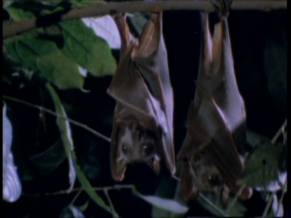 Волшебная книга дикой природы (Wizard’s Guide to Wildlife)