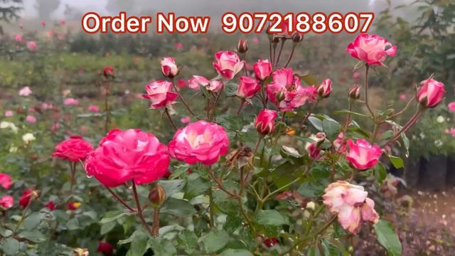 പുതിയ  സ്റ്റോക്ക്  വന്താച്ചേ /റോസുകളുടെ  മേളം /Rosemalayalam /Nadanroses