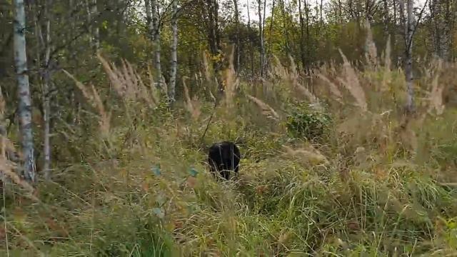 На берегу лесной реки, или как писать объяснительные записки. смотреть онлайн