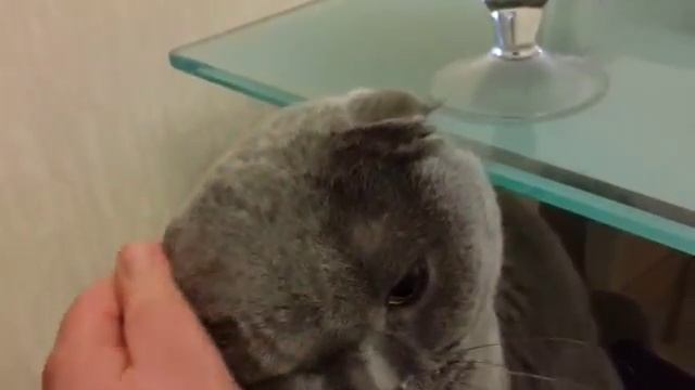 Говорящий кот смотреть онлайн