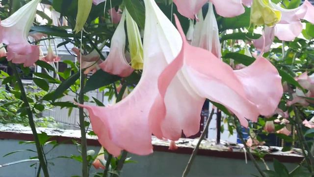 July 20, 2019 смотреть онлайн