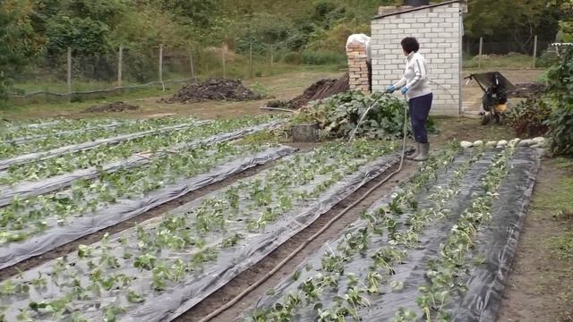 ЧЕСНОК. ПЕРЕГНОЙ. Полив ПОСЛЕ ПОСАДКИ. смотреть онлайн