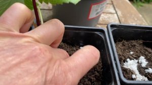 Как Размножить Георгины Летом и Осенью! ?Секреты Черенкования Георгин!