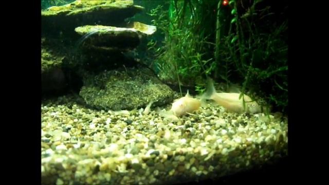 Albino Corydoras and fry смотреть онлайн