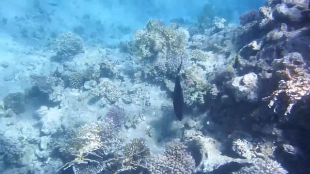 Коралловый риф смотреть онлайн