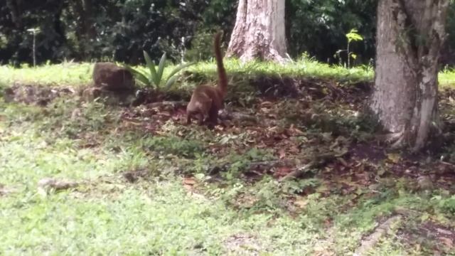 Tikal National Park Coati Mundi смотреть онлайн