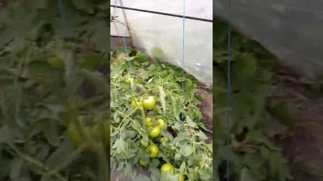 томат До ре ми и свит сан смотреть онлайн