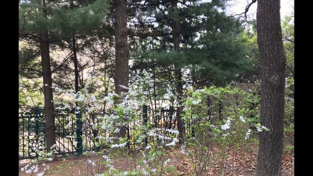 Frantz Xaver Süssmayr Ave Verum, Ave Maria ( b. fink, f-j selig, r. muti ) смотреть онлайн