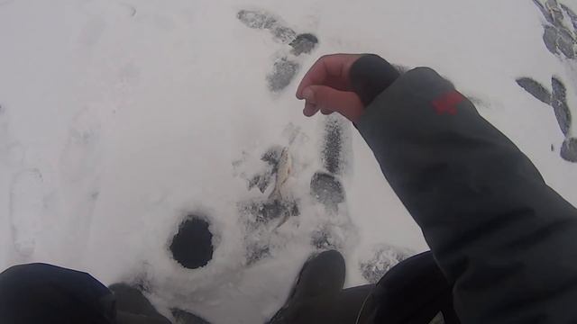 ЗИМНЯЯ РЫБАЛКА. ЛОВЛЯ НА БЕЗМОТЫЛКИ.ПРОВОДКА БЕЗМОТЫЛКИ.ПОСЛЕДОВАТЕЛЬНОСТЬ ОБЛОВА ЛУНОК смотреть онлайн