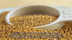 Как давать дрожжи бройлерам при выращивание в домашних условиях