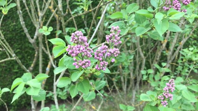 Lilas Commun Syringa Vulgaris 'Katherine Havemeyer' Elle embaume l'atmosphère. смотреть онлайн